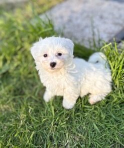 Superbes chiots Bichon Maltais race pure