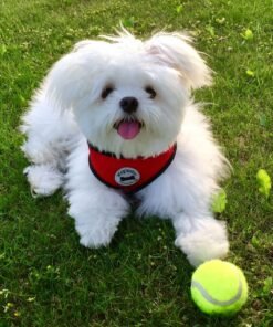 Bichon Maltais