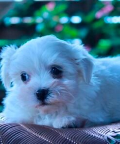 Bichons Maltais Nains