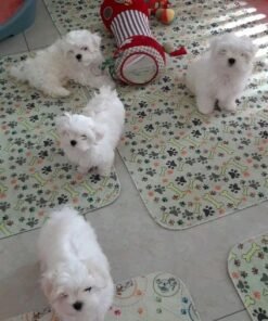 Bichon maltais à vendre