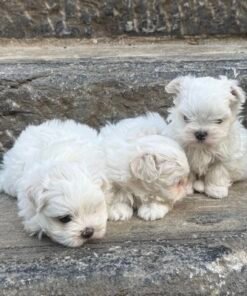 Bichon Maltais chiots nain