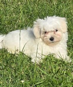 Bichon Maltais Disponible