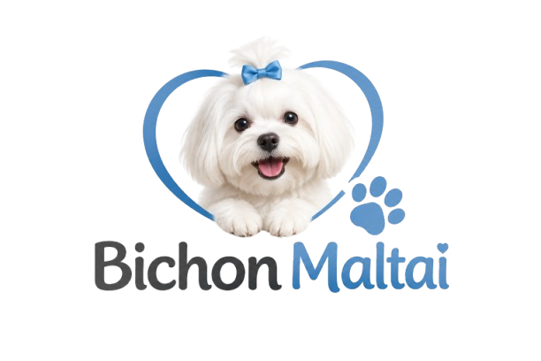 bichonmaltai.fr